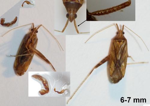 Réf. 200 065 : Phytocoris sp.